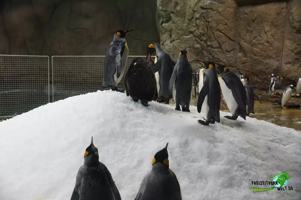 Königspinguine im Zoo Wuppertal - 2017