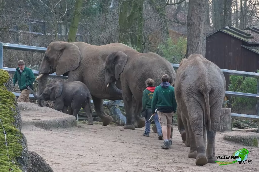 Afrikanischer Elefant im Zoo Wuppertal - 2017