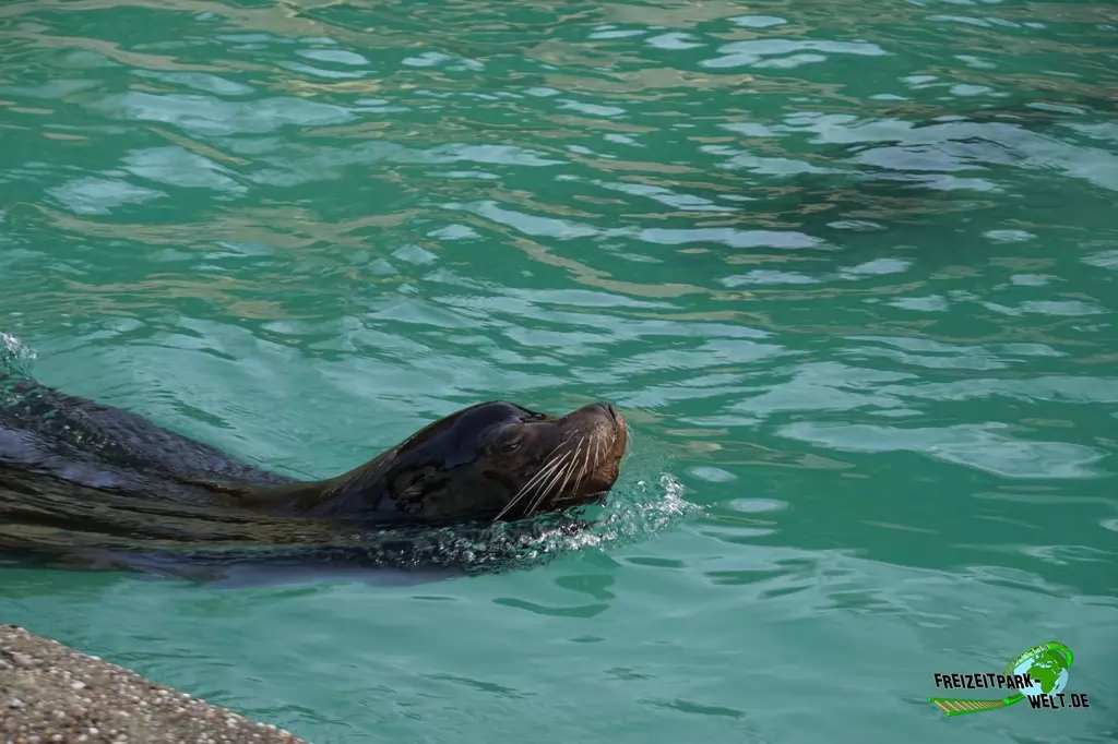 Seelöwe im Zoo Wuppertal - 2017