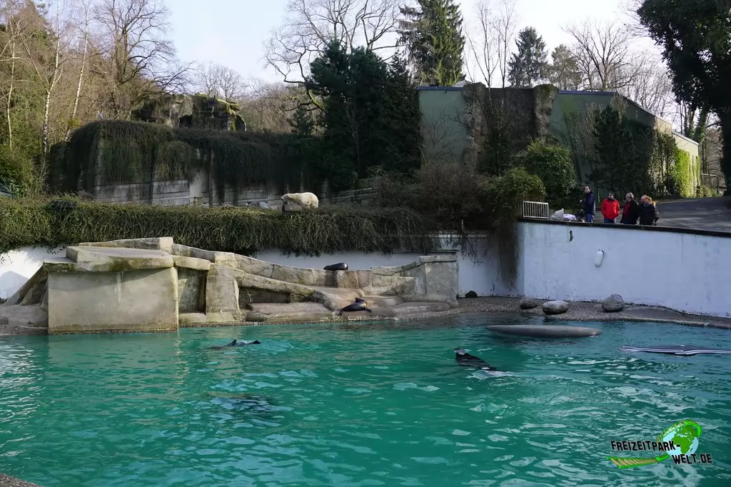 Seelöwe im Zoo Wuppertal - 2017