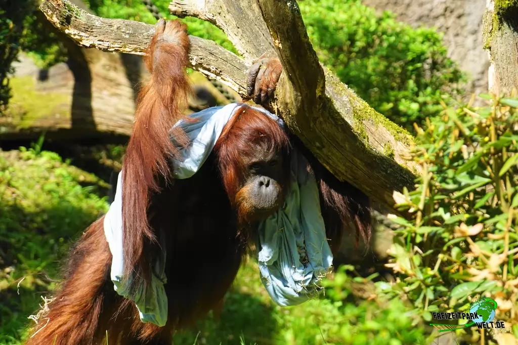 Orang-Utan im Zoo Wuppertal - 2018