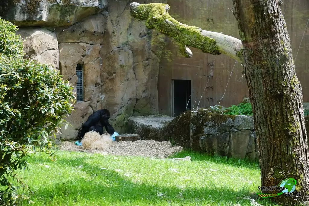 Westlicher Flachland-Gorilla im Zoo Wuppertal - 2018