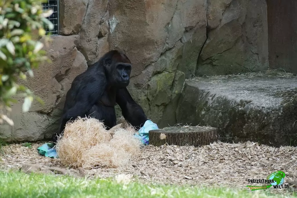 Westlicher Flachland-Gorilla im Zoo Wuppertal - 2018