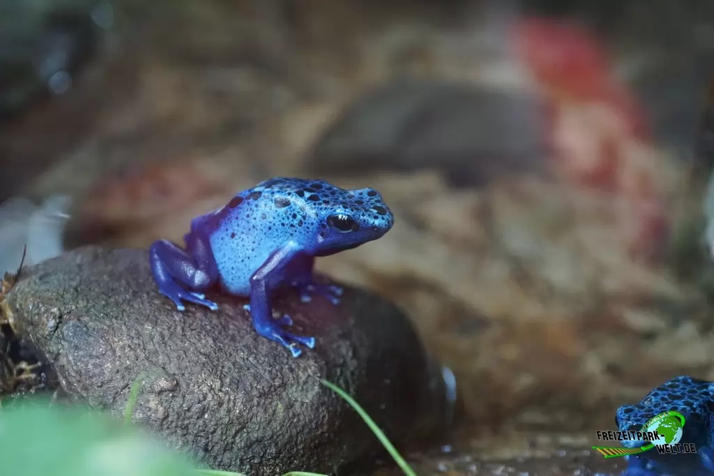 Blauer Pfeilgiftfrosch im Zoo Wuppertal - 2018