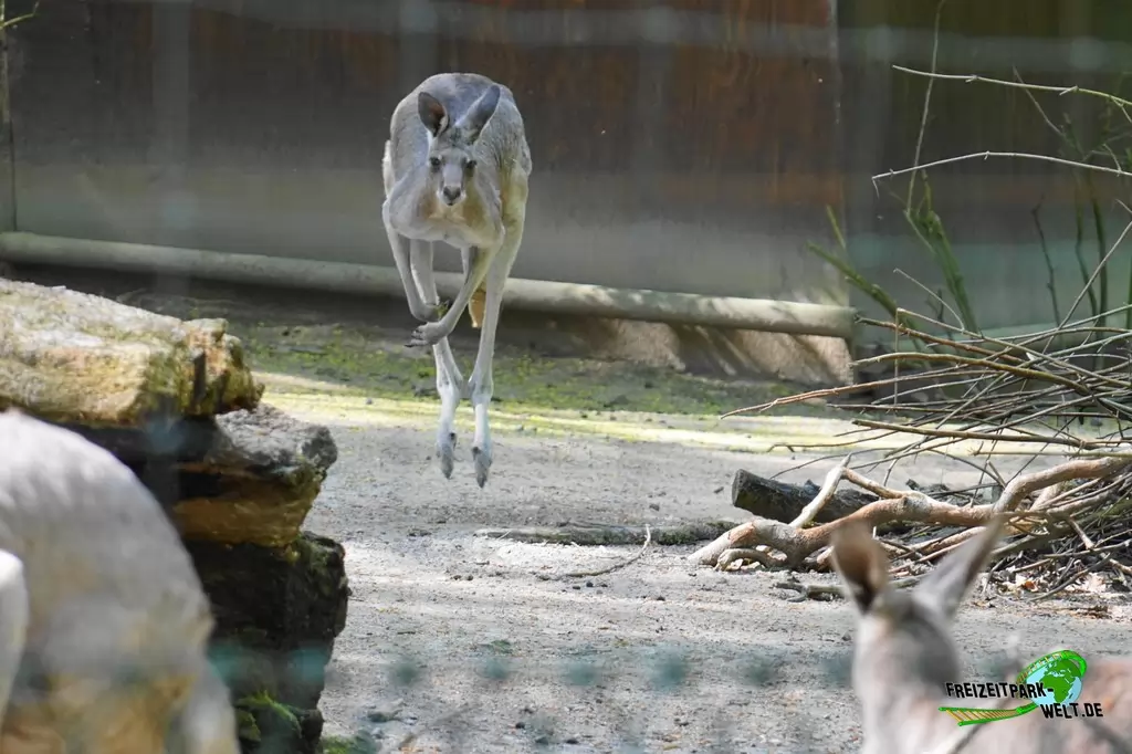 Östliches graues Riesenkänguru im Zoo Wuppertal - 2018