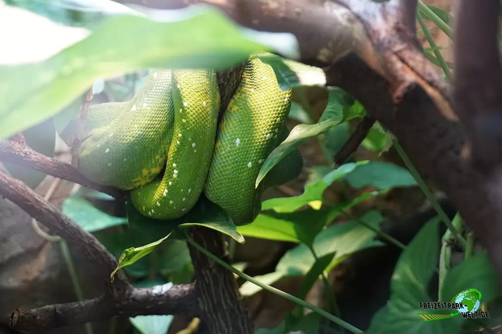 Grüne Baumpython im Zoo Wuppertal - 2018