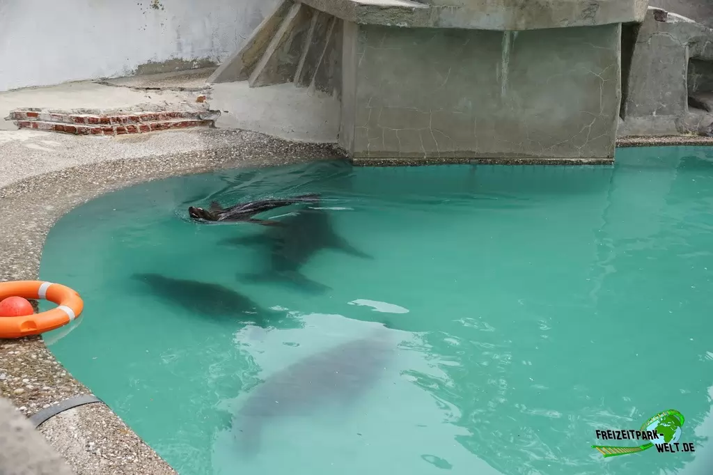 Seelöwe im Zoo Wuppertal - 2018