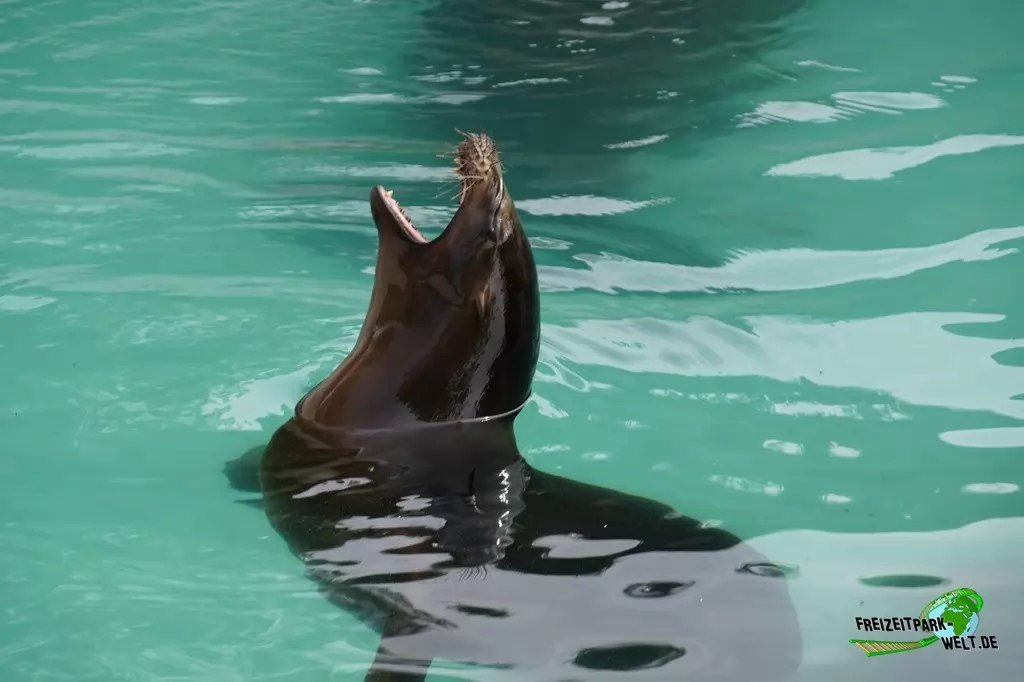 Seelöwe im Zoo Wuppertal - 2018