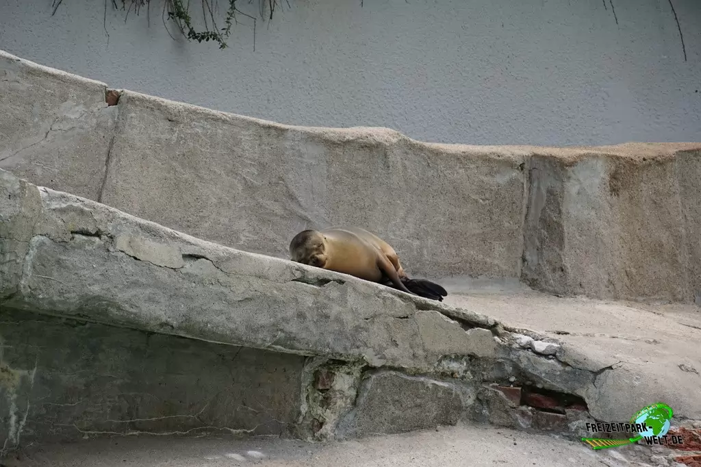 Seelöwe im Zoo Wuppertal - 2018