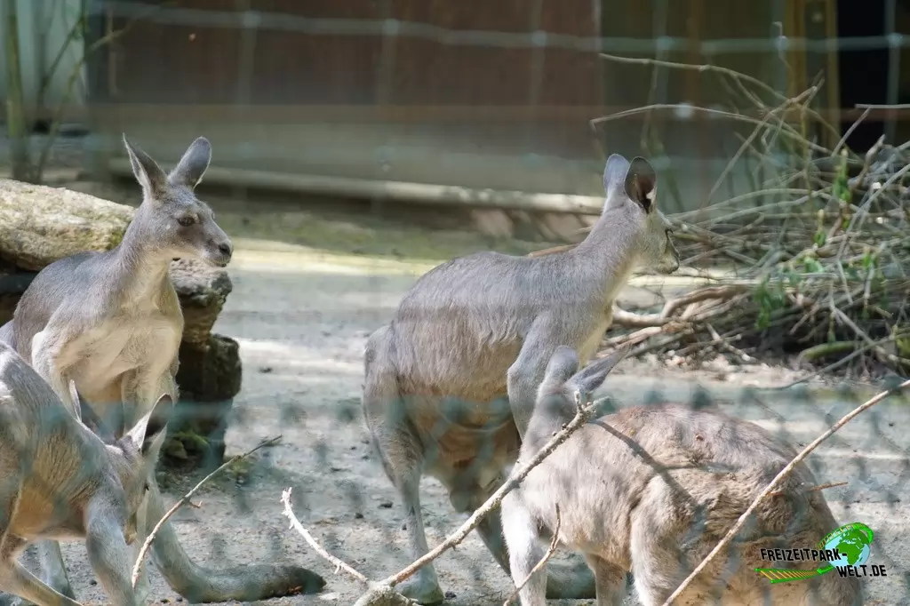 Östliches graues Riesenkänguru im Zoo Wuppertal - 2018