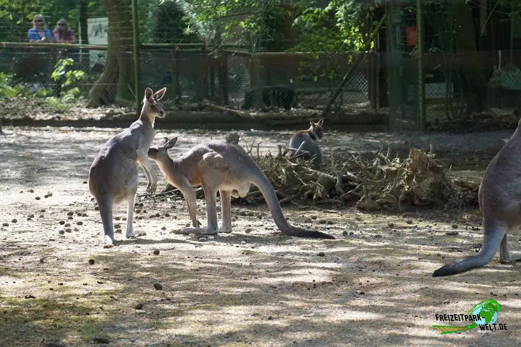 Östliches graues Riesenkänguru im Zoo Wuppertal - 2018