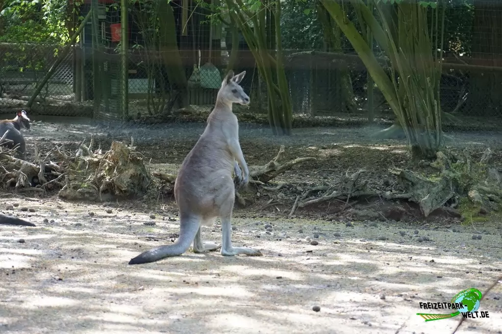 Östliches graues Riesenkänguru im Zoo Wuppertal - 2018