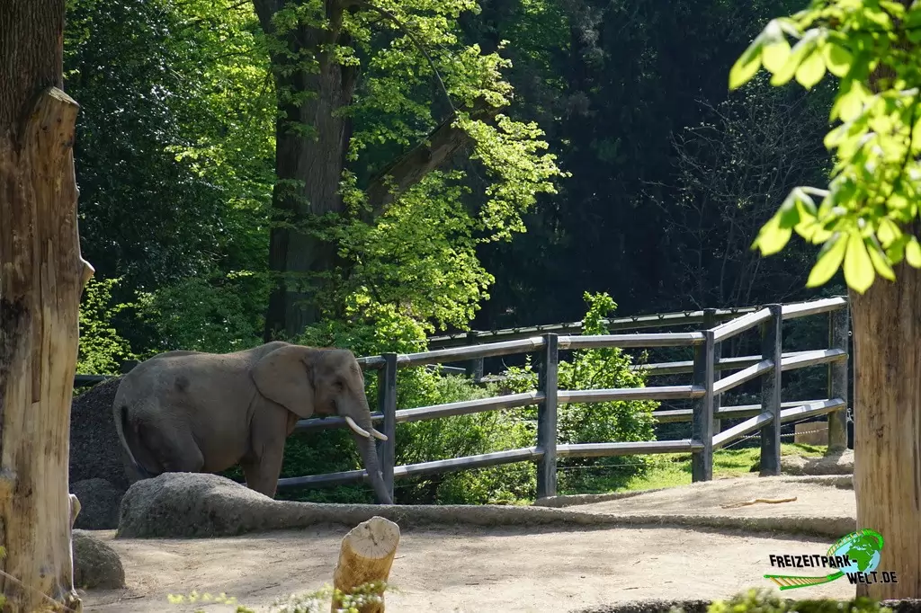 Afrikanischer Elefant im Zoo Wuppertal - 2018
