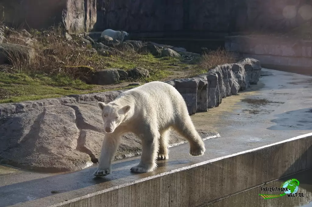 Eisbär in der ZOOM Erlebniswelt - 2015
