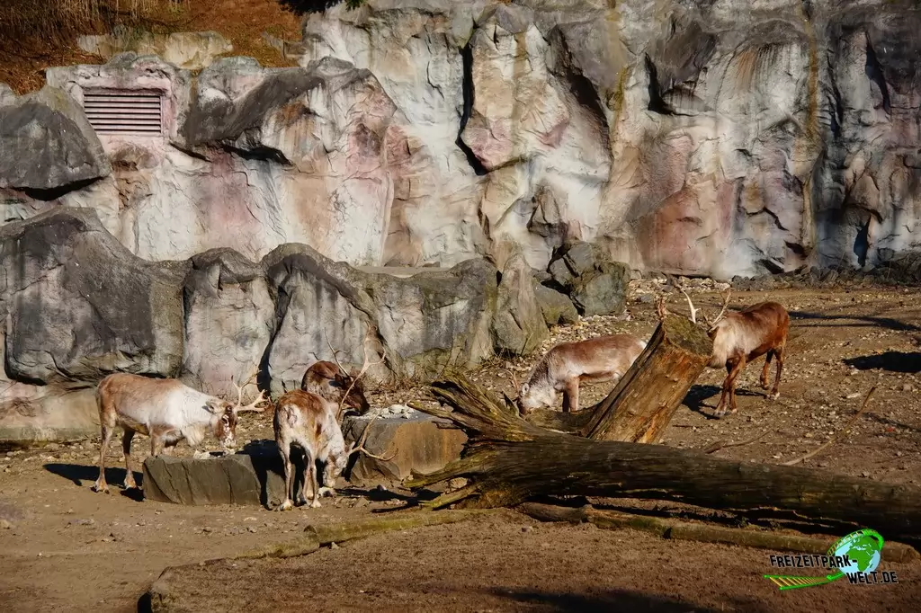 Rentier in der ZOOM Erlebniswelt - 2015