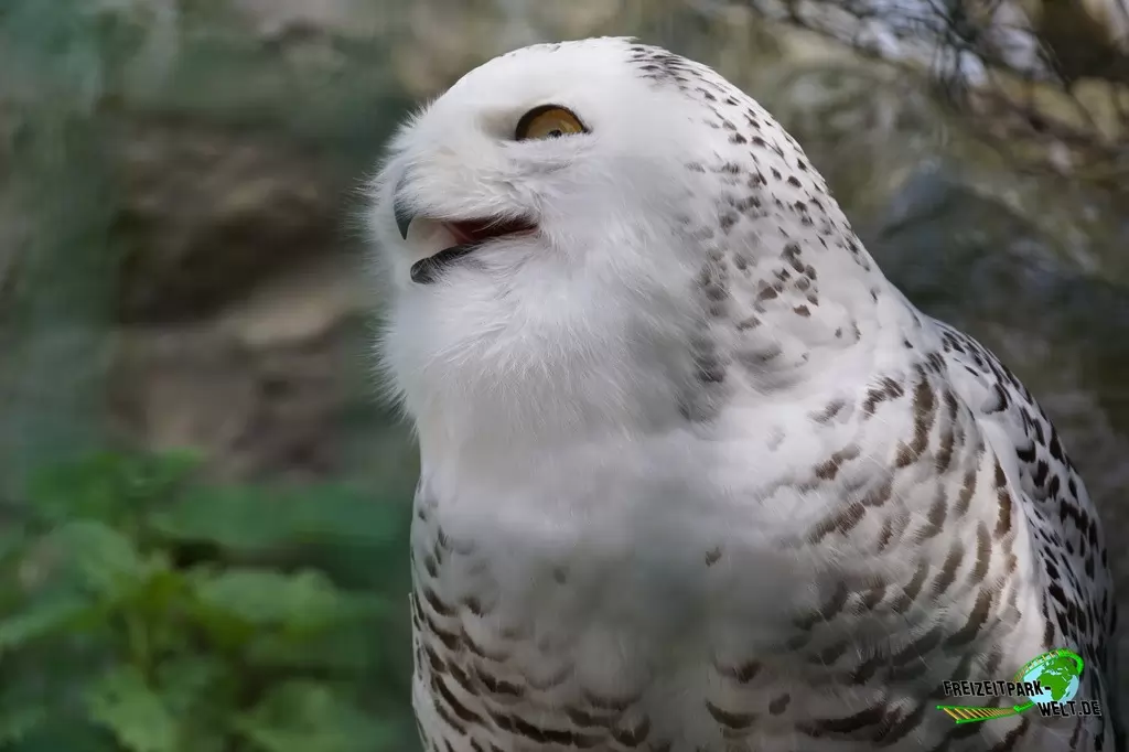 Schneeeule in der ZOOM Erlebniswelt - 2015