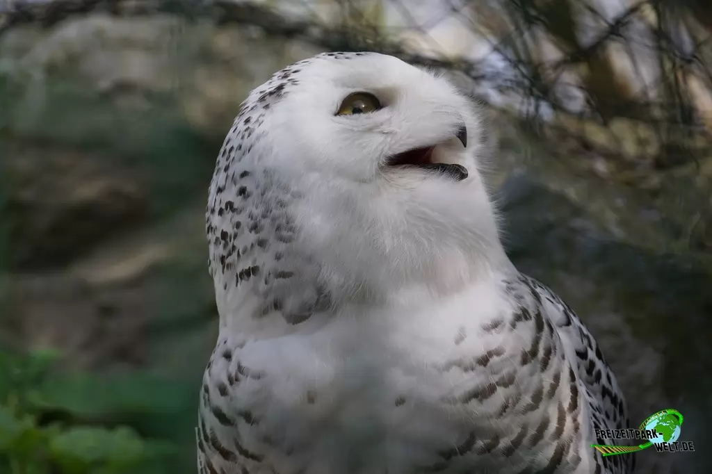 Schneeeule in der ZOOM Erlebniswelt - 2015