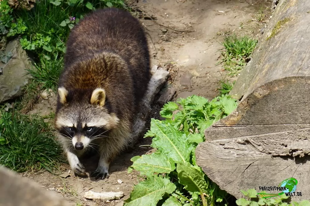 Waschbär in der ZOOM Erlebniswelt - 2015
