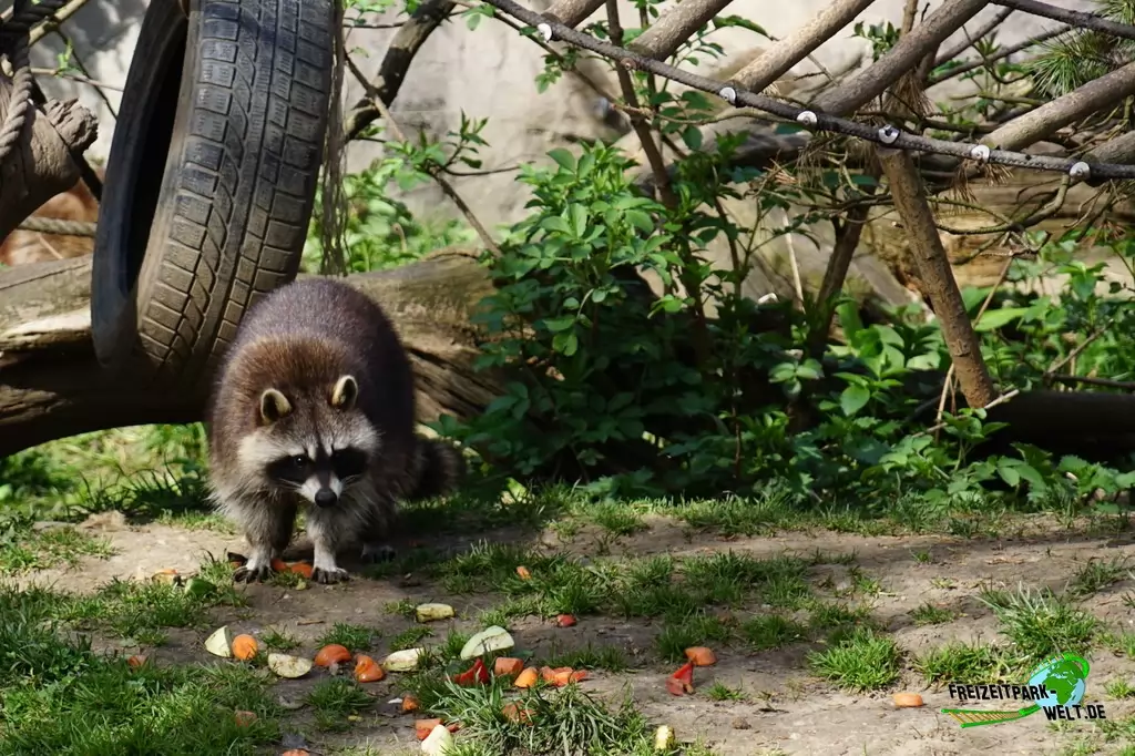 Waschbär in der ZOOM Erlebniswelt - 2015