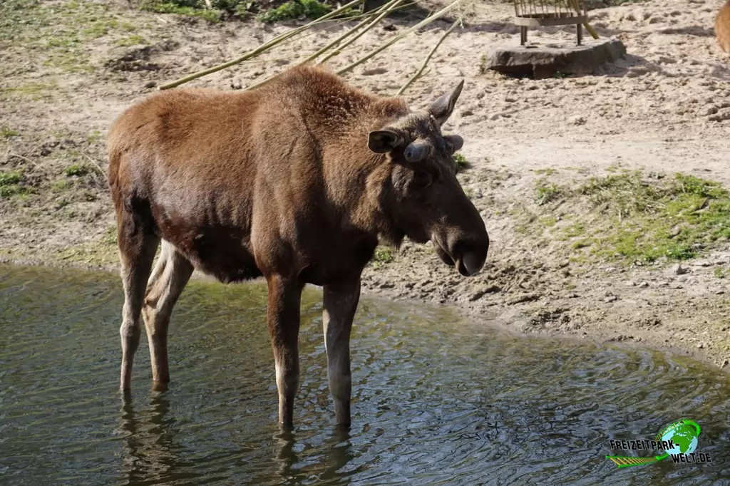 Elche in der ZOOM Erlebniswelt - 2015