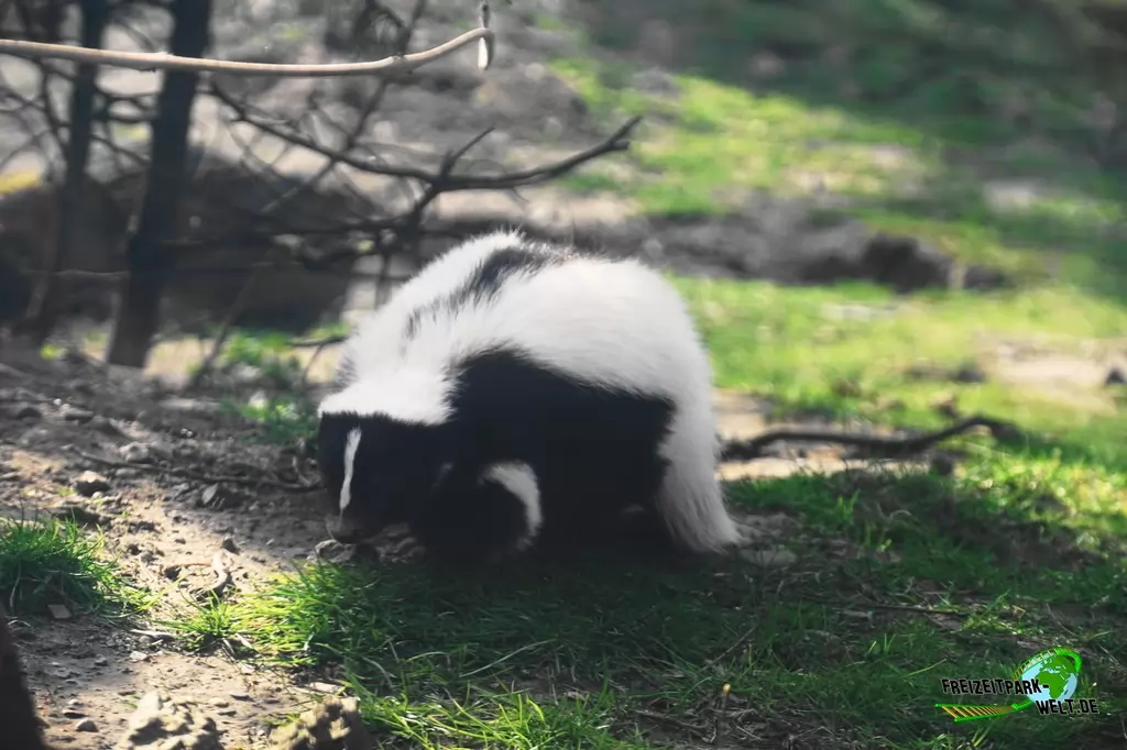 Streifenskunk in der ZOOM Erlebniswelt - 2015