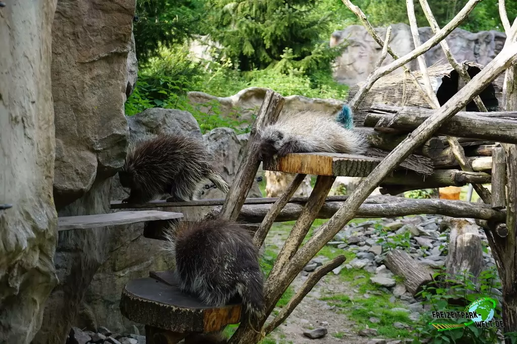 Baumstachler in der ZOOM Erlebniswelt - 2015