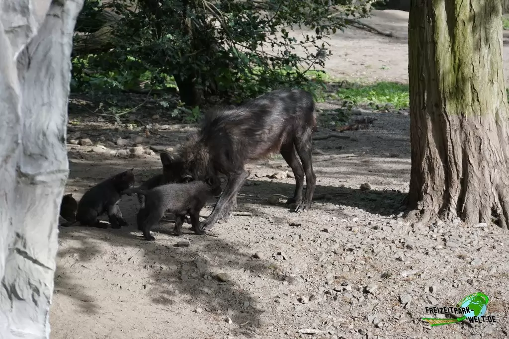 Timberwolf in der ZOOM Erlebniswelt - 2015