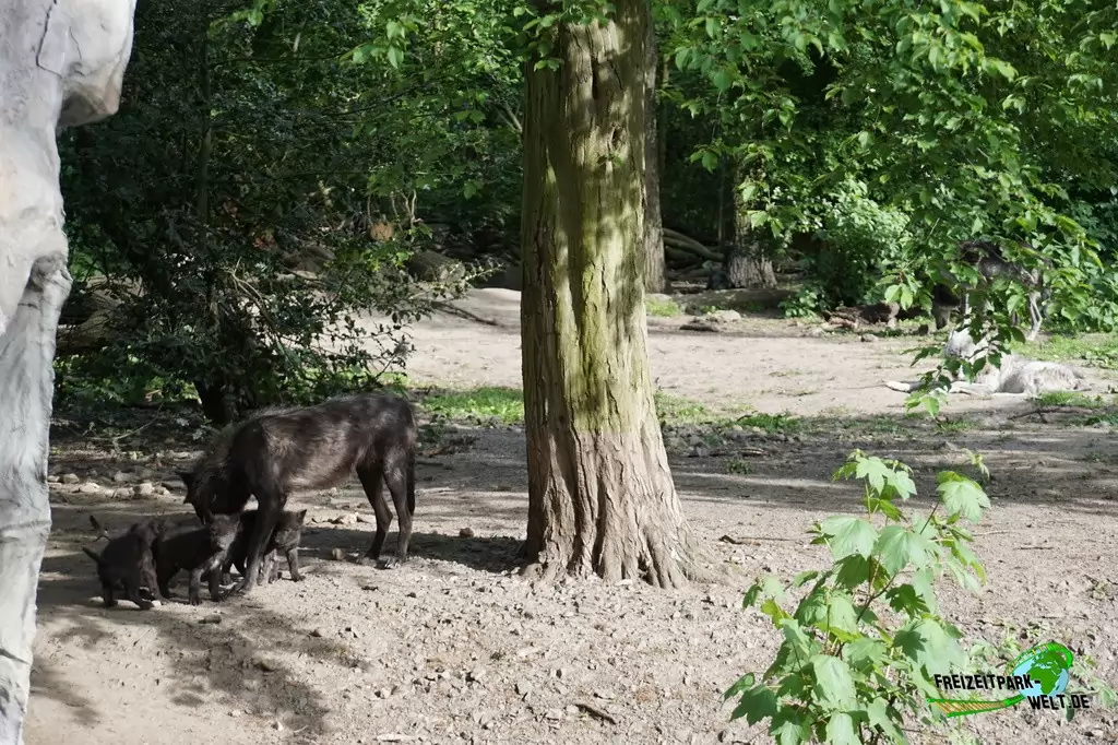 Timberwolf in der ZOOM Erlebniswelt - 2015