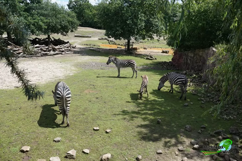 Steppenzebra in der ZOOM Erlebniswelt - 2015