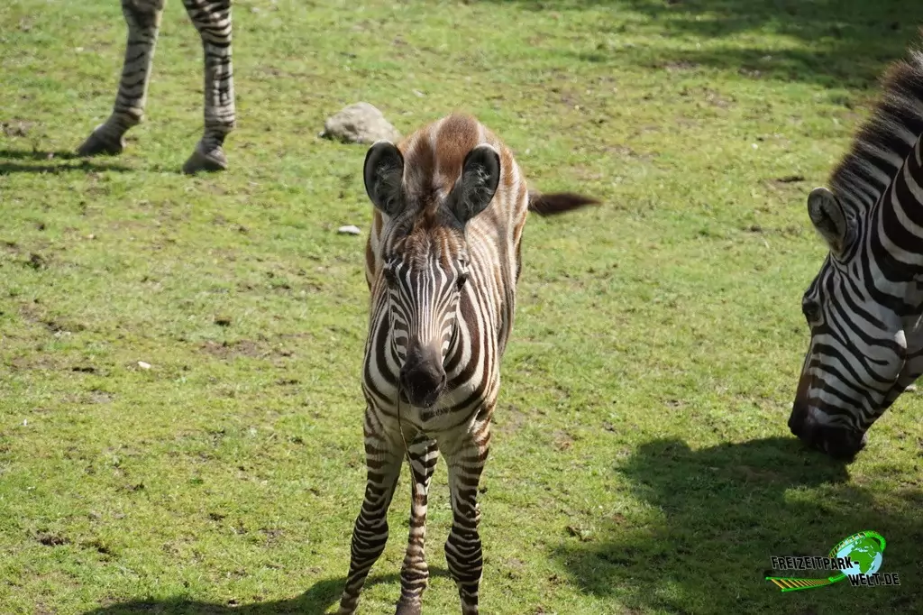 Steppenzebra in der ZOOM Erlebniswelt - 2015