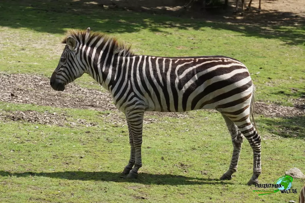 Steppenzebra in der ZOOM Erlebniswelt - 2015