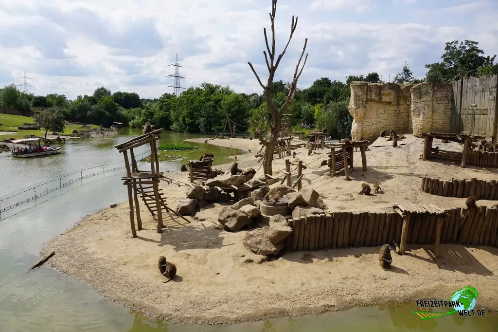 Paviane in der ZOOM Erlebniswelt - 2015