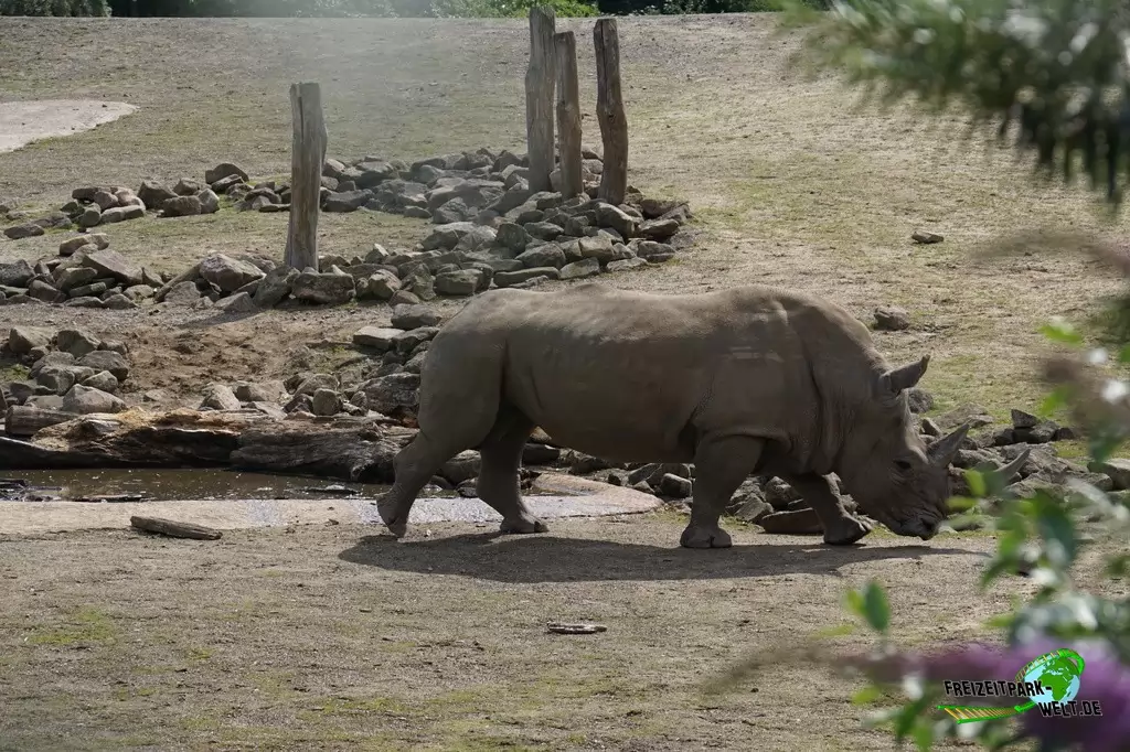 Breitmaul-Nashorn in der ZOOM Erlebniswelt - 2015