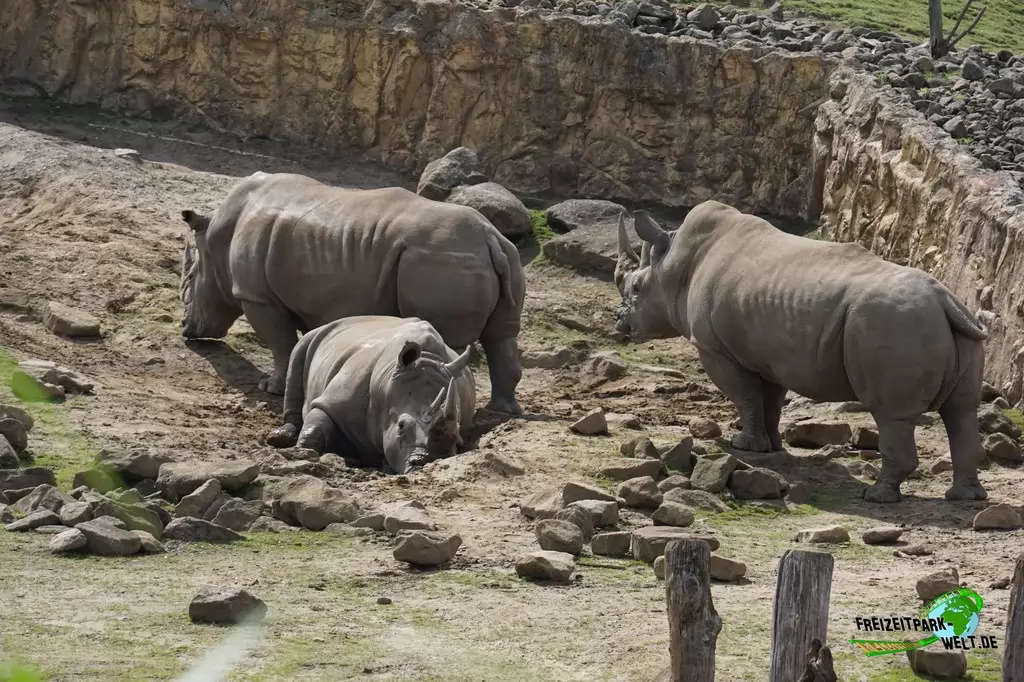 Breitmaul-Nashorn in der ZOOM Erlebniswelt - 2015