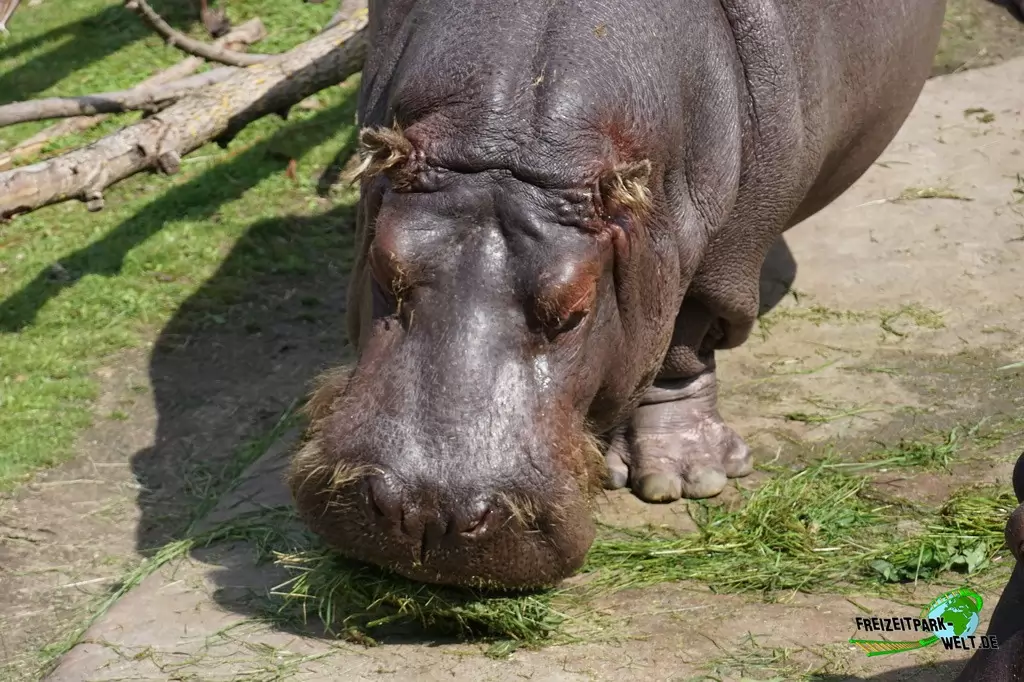 Flusspferd in der ZOOM Erlebniswelt - 2015