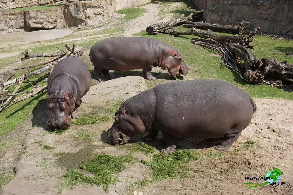 Flusspferd in der ZOOM Erlebniswelt - 2015