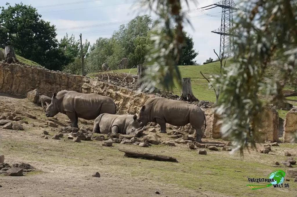 Breitmaul-Nashorn in der ZOOM Erlebniswelt - 2015