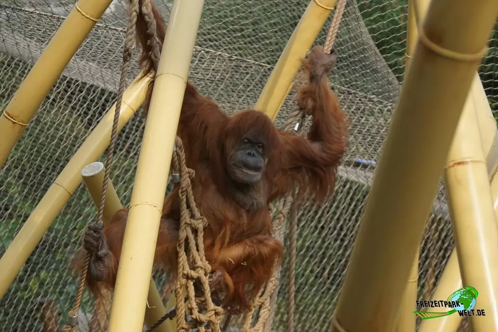 Orang-Utan in der ZOOM Erlebniswelt - 2016