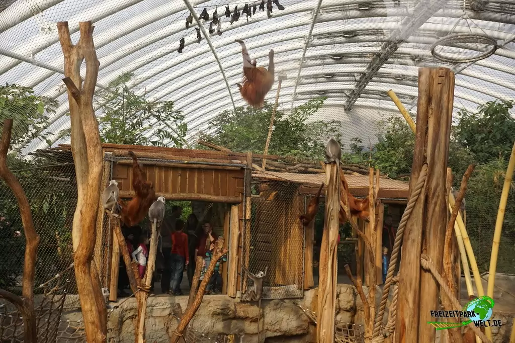 Orang-Utan in der ZOOM Erlebniswelt - 2016