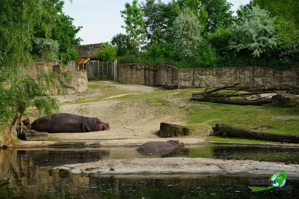 Flusspferd in der ZOOM Erlebniswelt - 2016
