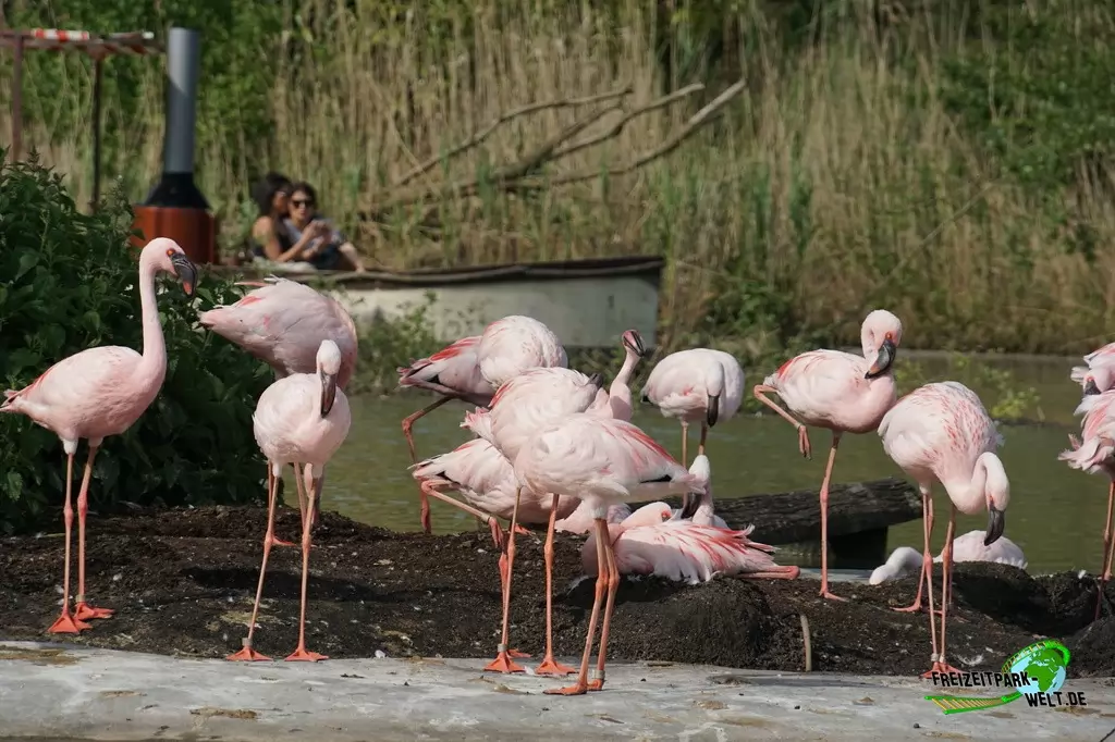 Rosaflamingo in der ZOOM Erlebniswelt - 2016