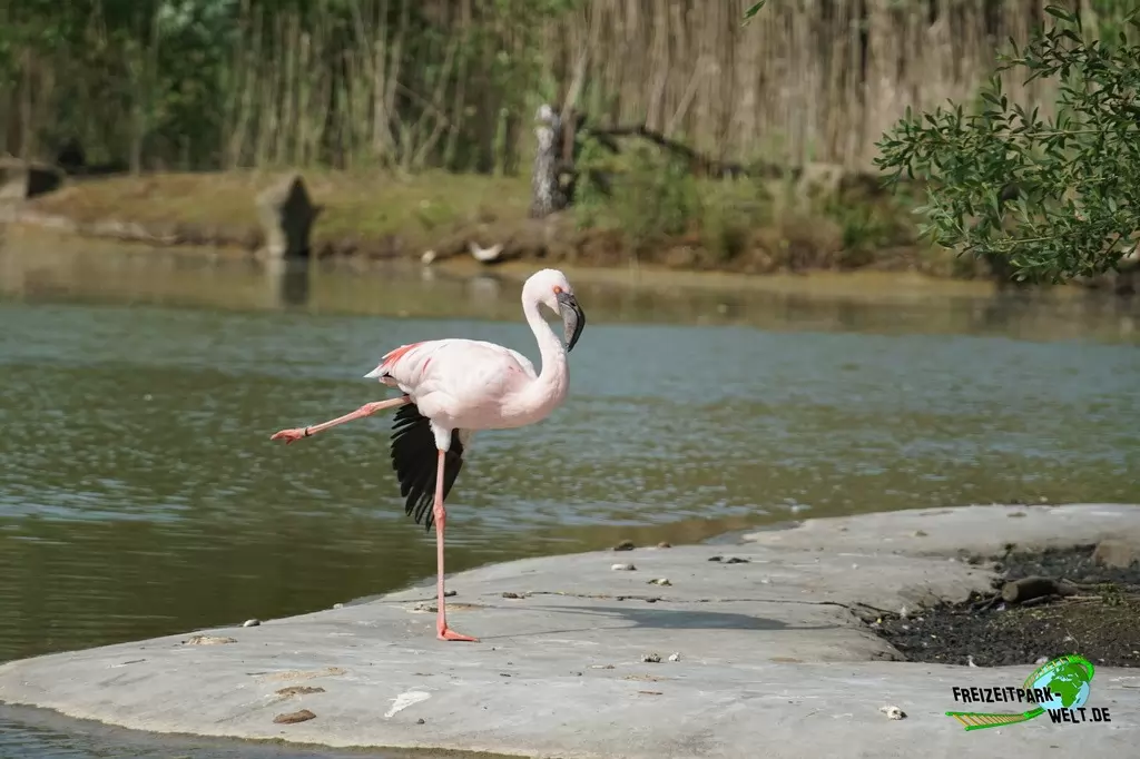 Rosaflamingo in der ZOOM Erlebniswelt - 2016