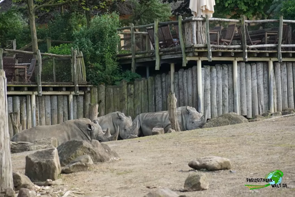 Breitmaul-Nashorn in der ZOOM Erlebniswelt - 2016
