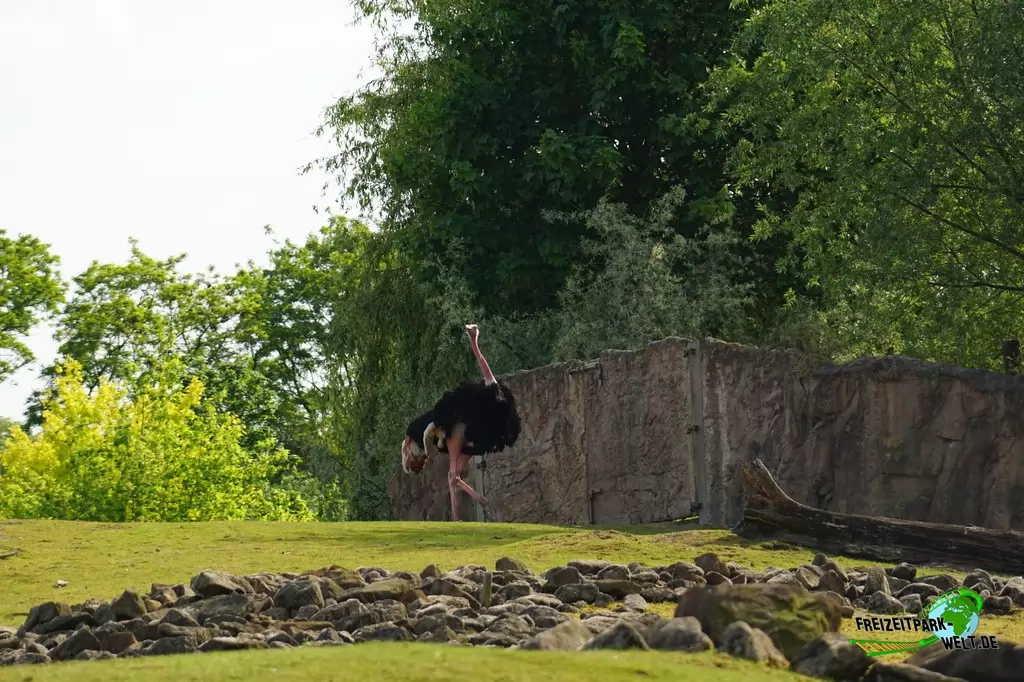 Strauße in der ZOOM Erlebniswelt - 2016