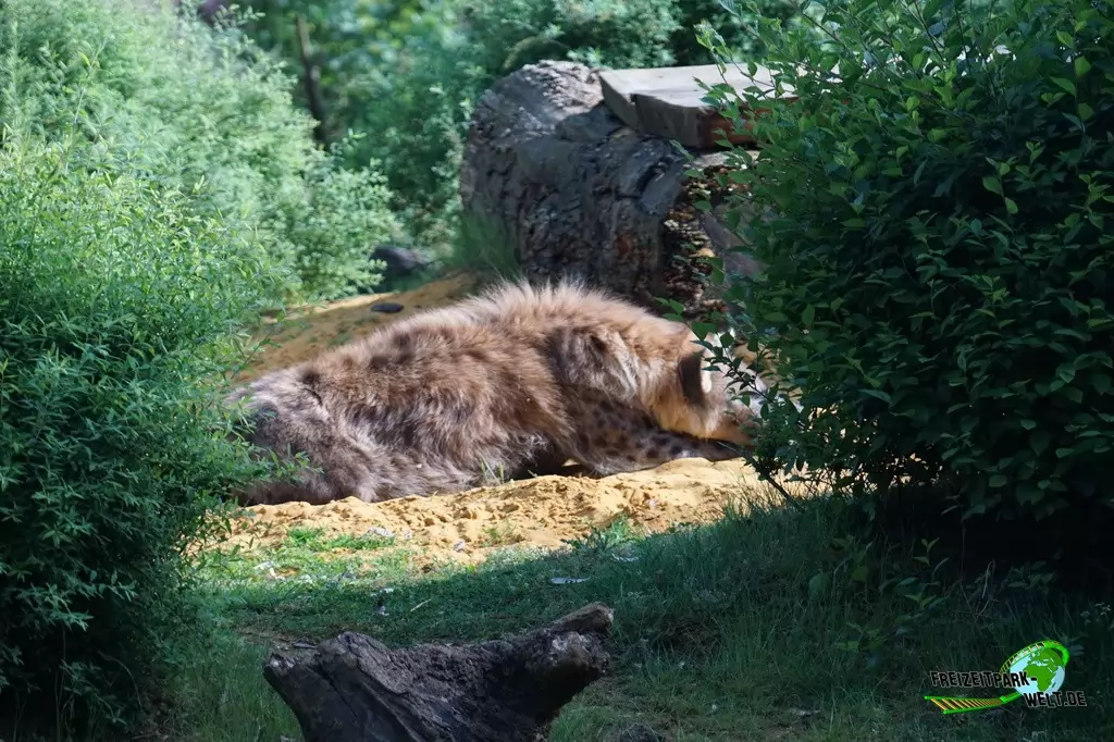 Serval in der ZOOM Erlebniswelt - 2016