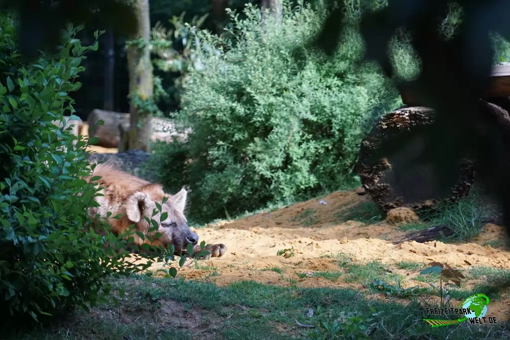 Serval in der ZOOM Erlebniswelt - 2016