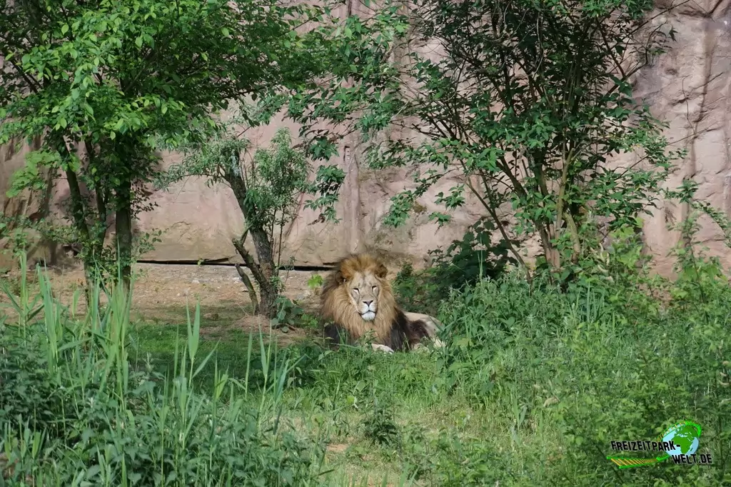 Berberlöwe in der ZOOM Erlebniswelt - 2016