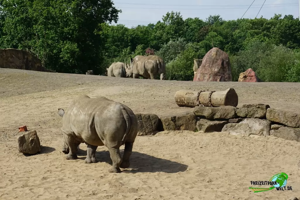 Breitmaul-Nashorn in der ZOOM Erlebniswelt - 2016