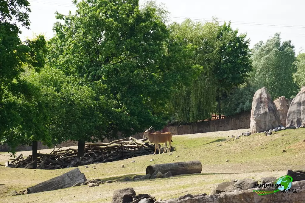 Elenantilope in der ZOOM Erlebniswelt - 2016