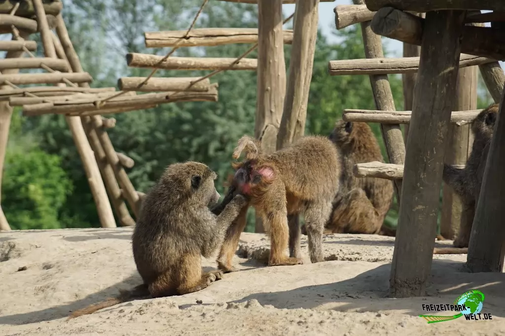 Paviane in der ZOOM Erlebniswelt - 2016